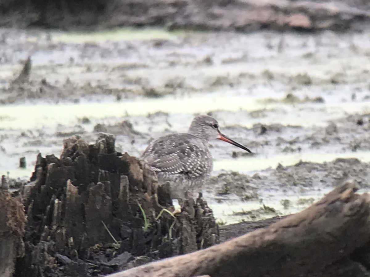 Spotted Redshank - ML455966491