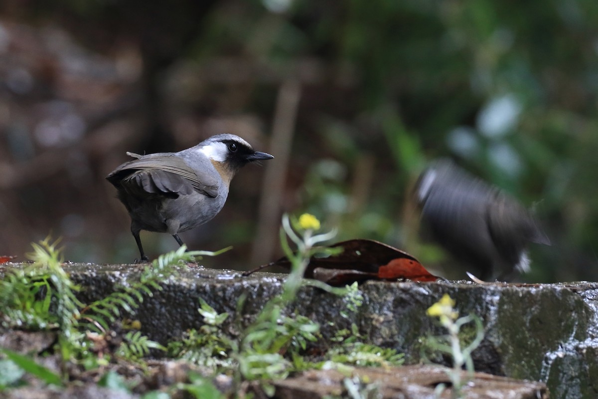 Gray Laughingthrush - ML45596651