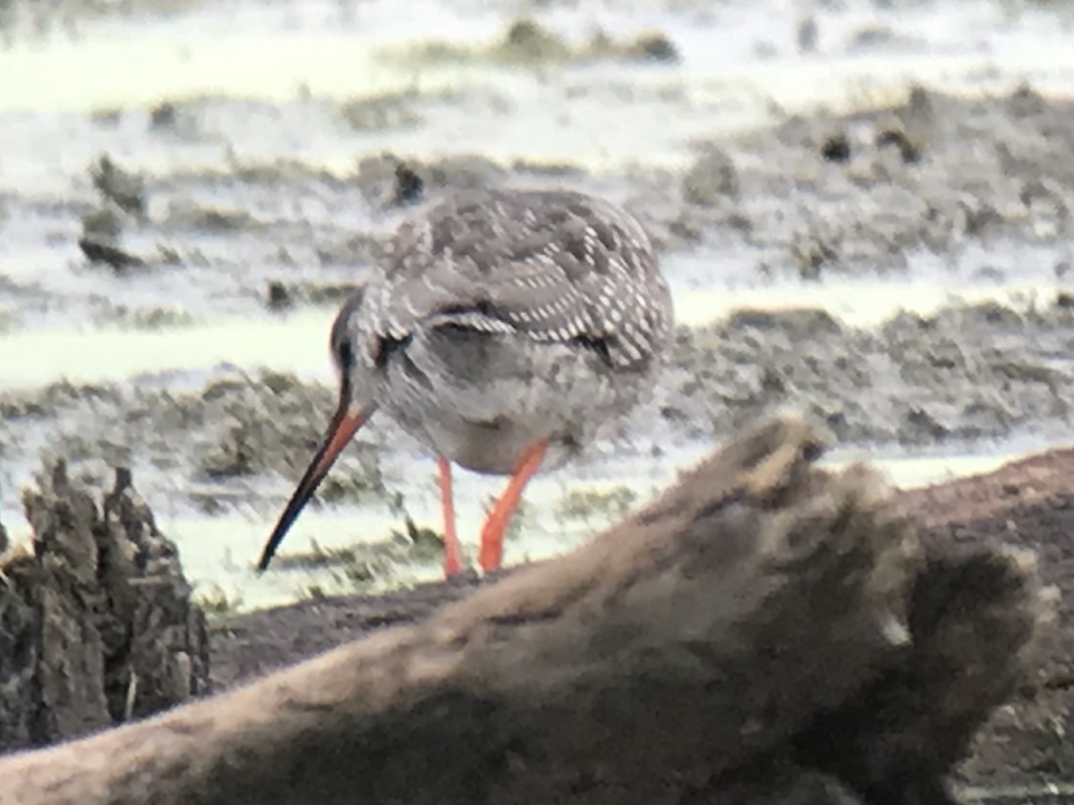Spotted Redshank - ML455966531