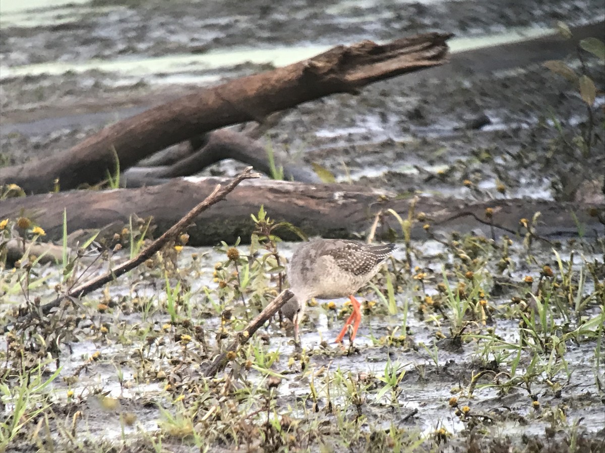 Spotted Redshank - ML455966551