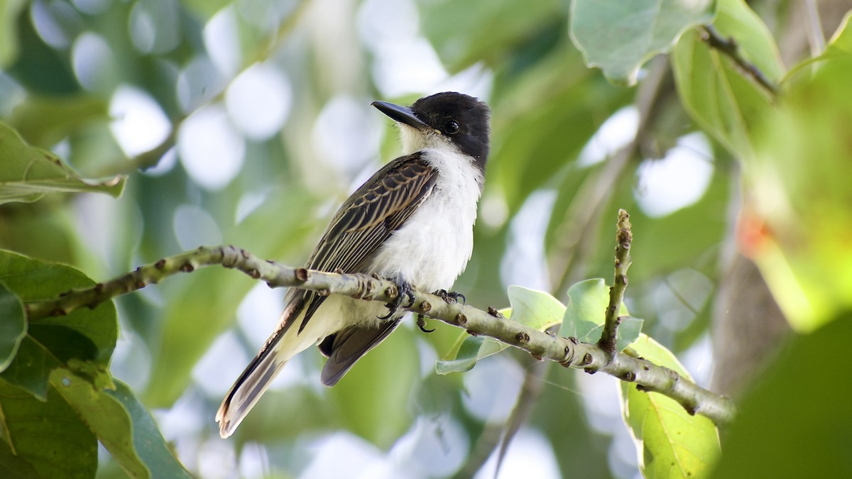 オジロハイイロタイランチョウ（caudifasciatus グループ） - ML455966831