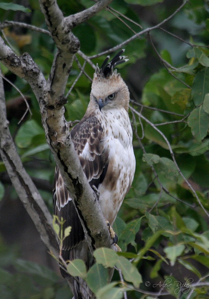 Changeable Hawk-Eagle (Crested) - Arlene Ripley