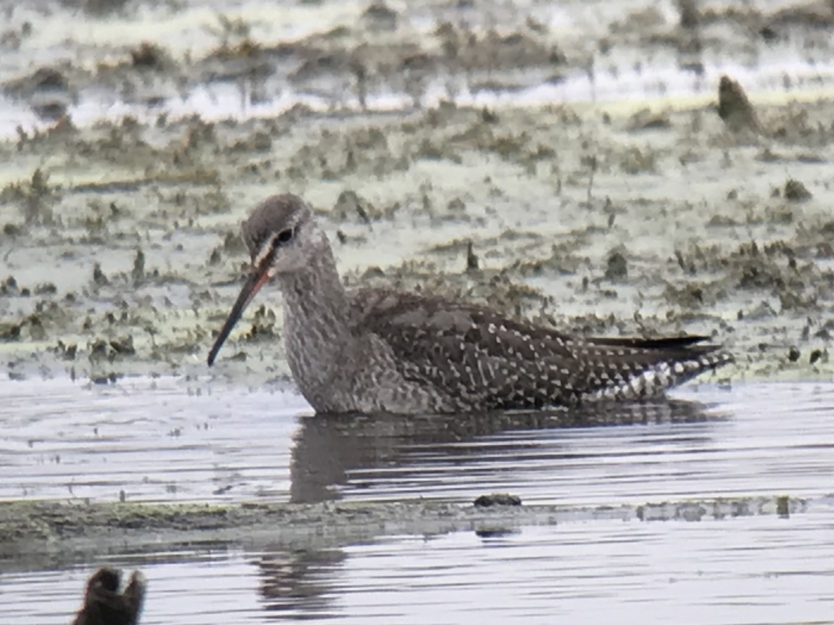 Spotted Redshank - ML455967331