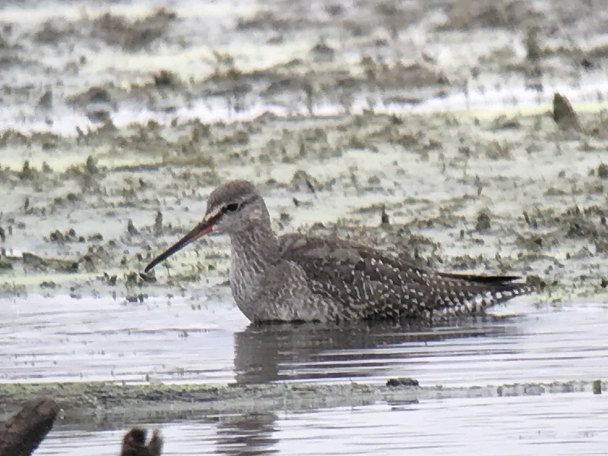 Spotted Redshank - ML455967341