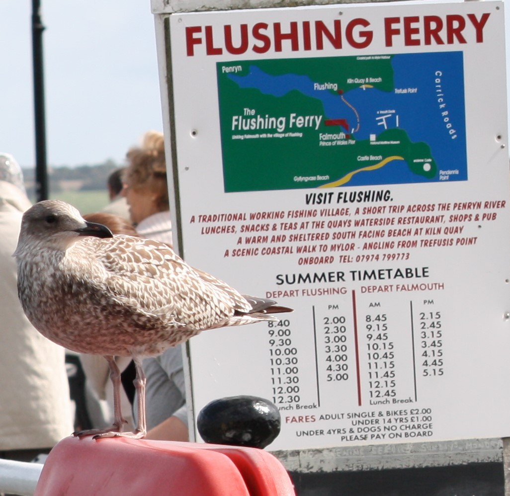 Herring Gull - ML455969151