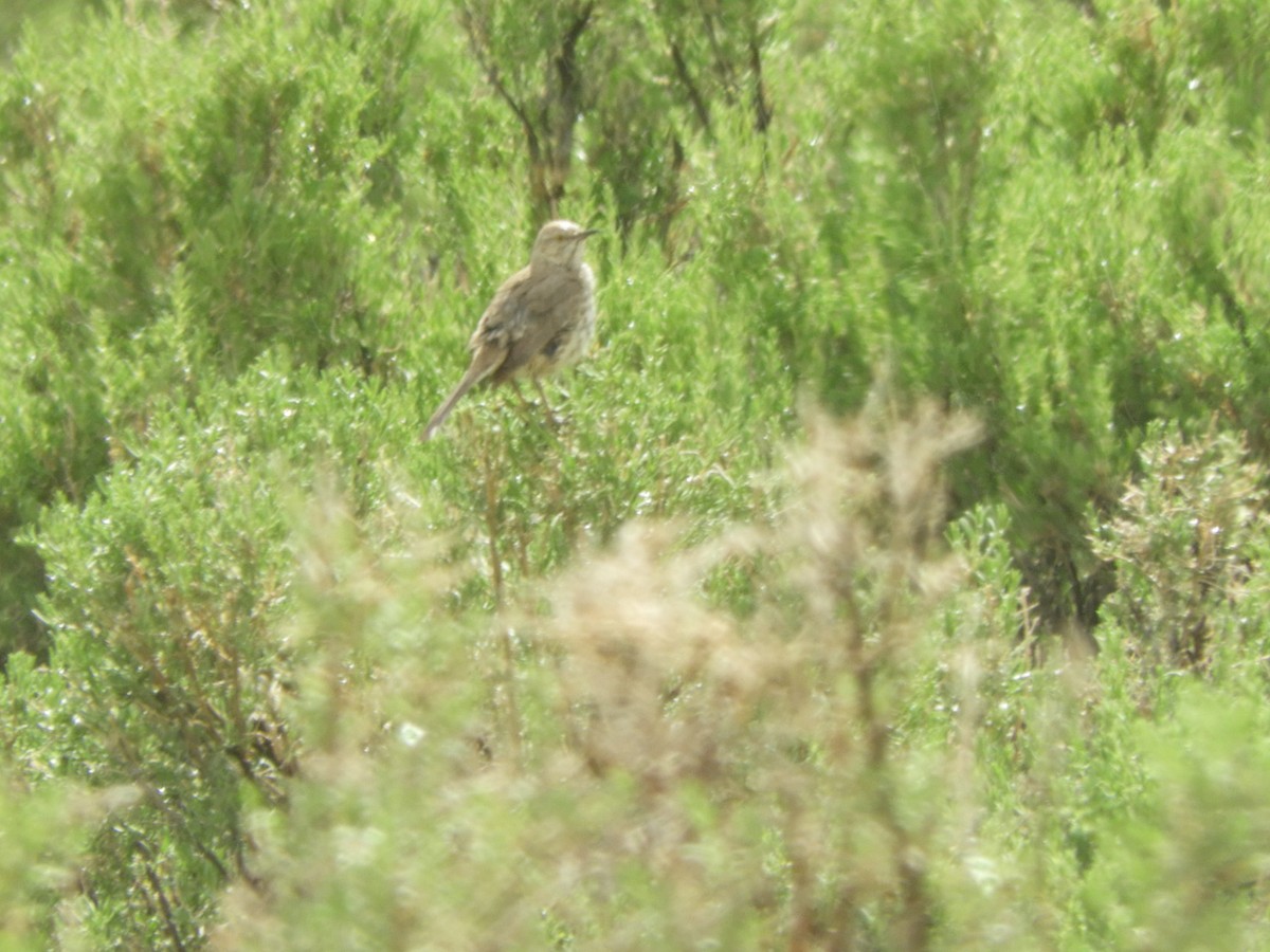 Sage Thrasher - ML455969471