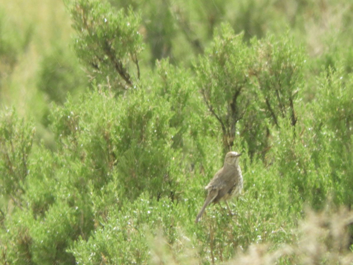 Sage Thrasher - ML455969481