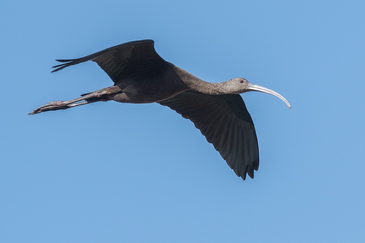 ibis americký - ML45597061