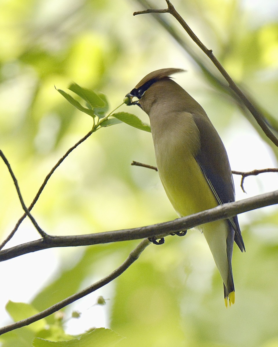 Cedar Waxwing - ML455971091