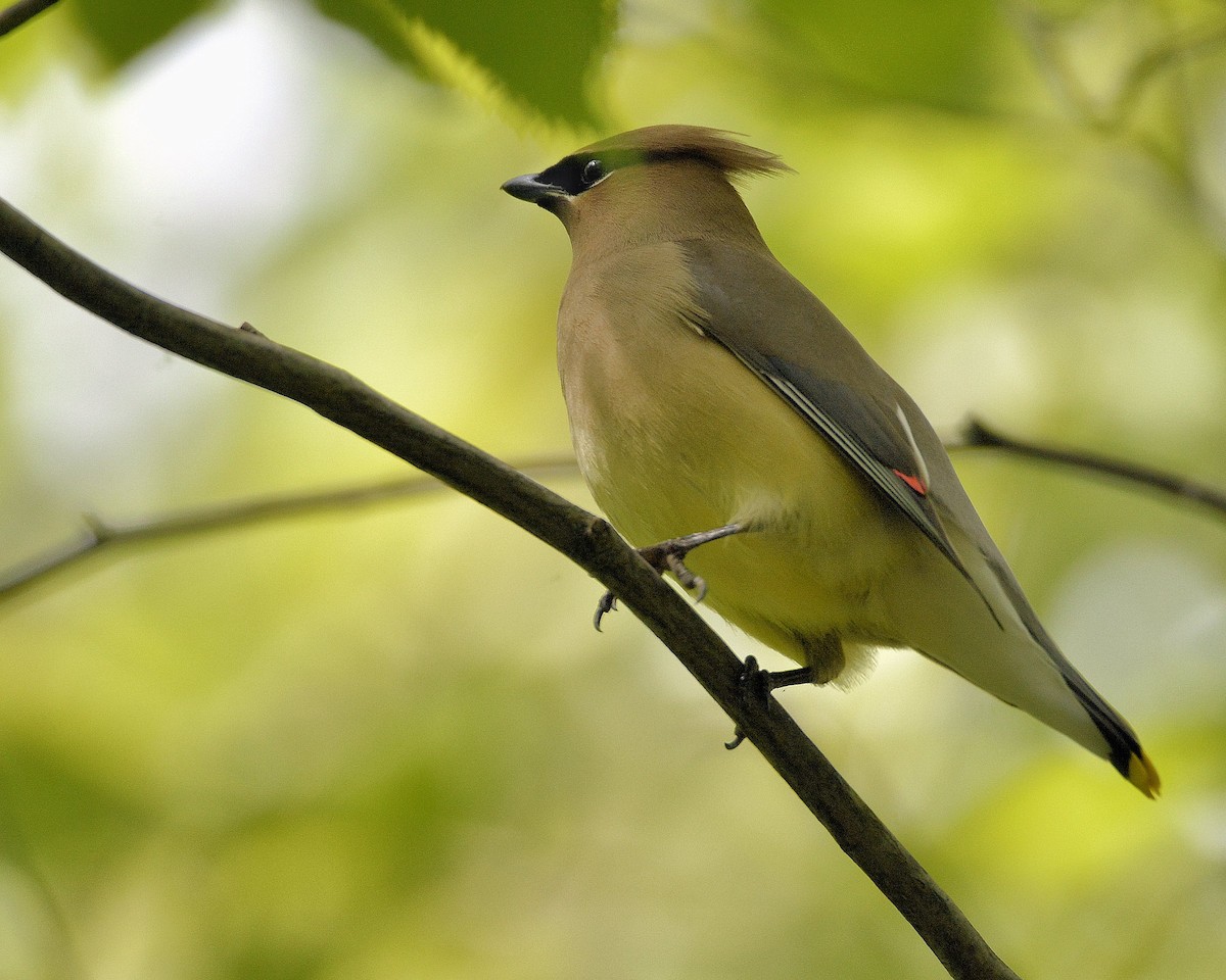 Cedar Waxwing - Ginette Brosseau