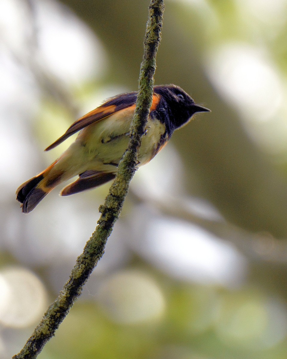 American Redstart - Ginette Brosseau