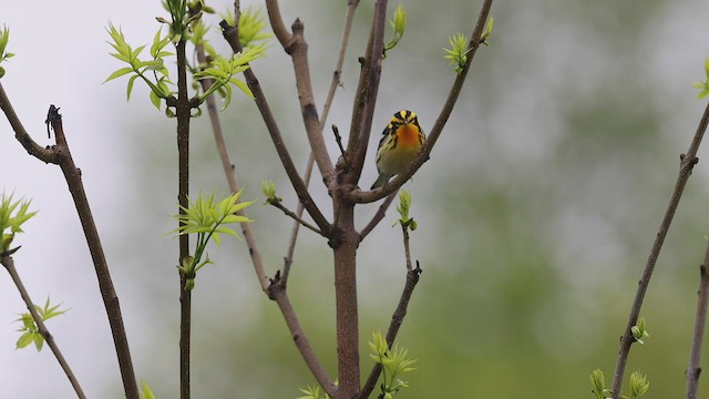 Blackburnian Warbler - ML455972851