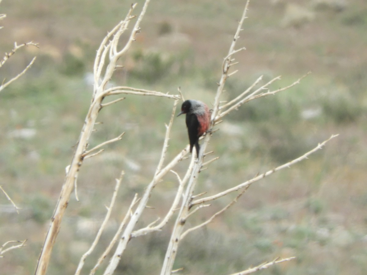 Lewis's Woodpecker - ML455974301