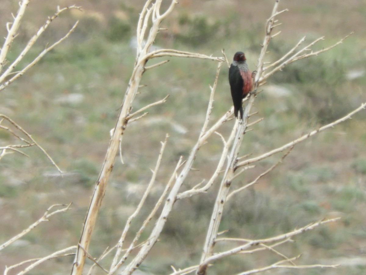 Lewis's Woodpecker - ML455974311