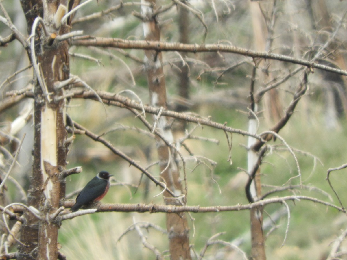 Lewis's Woodpecker - ML455974341