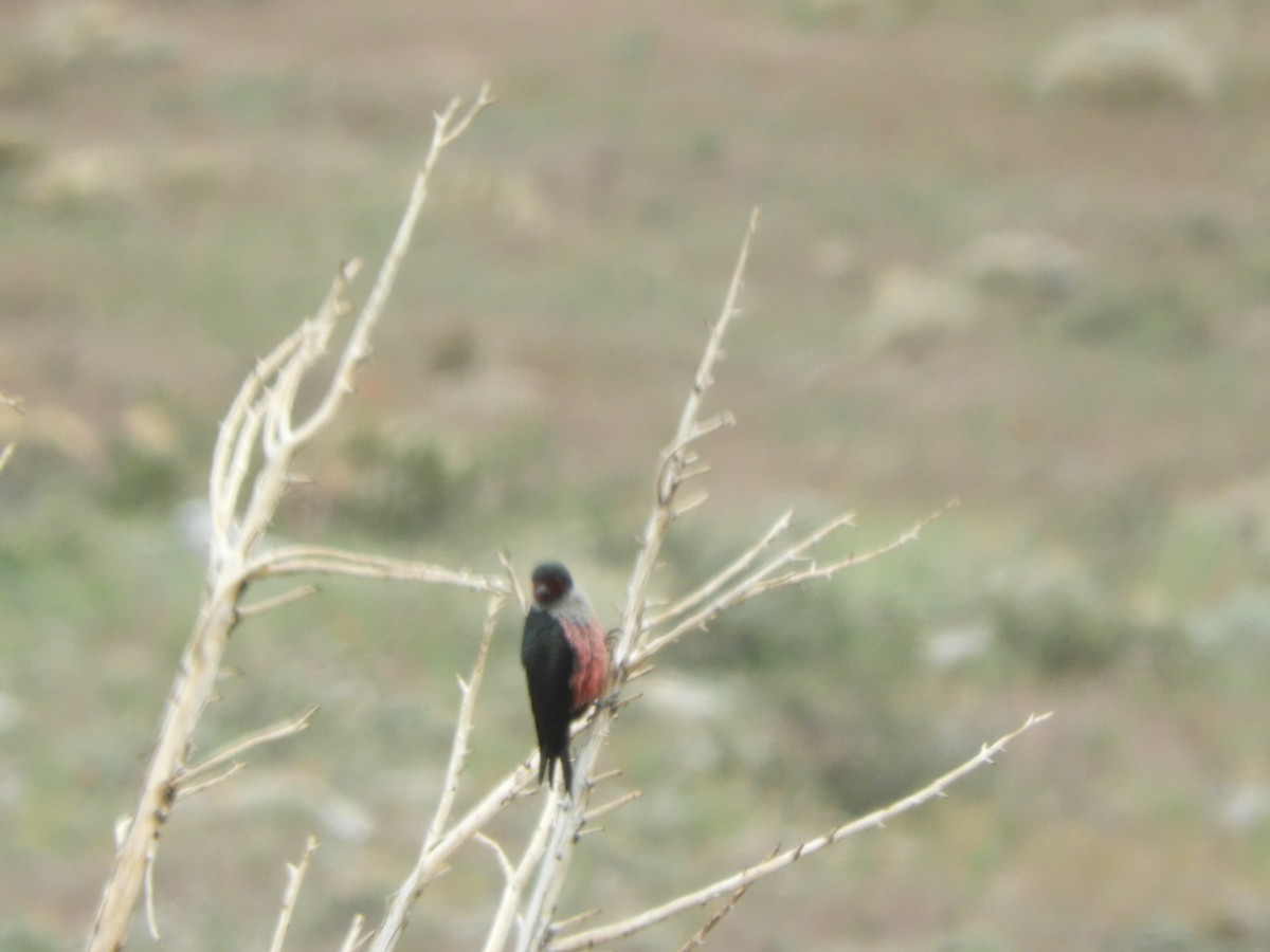 Lewis's Woodpecker - ML455974541