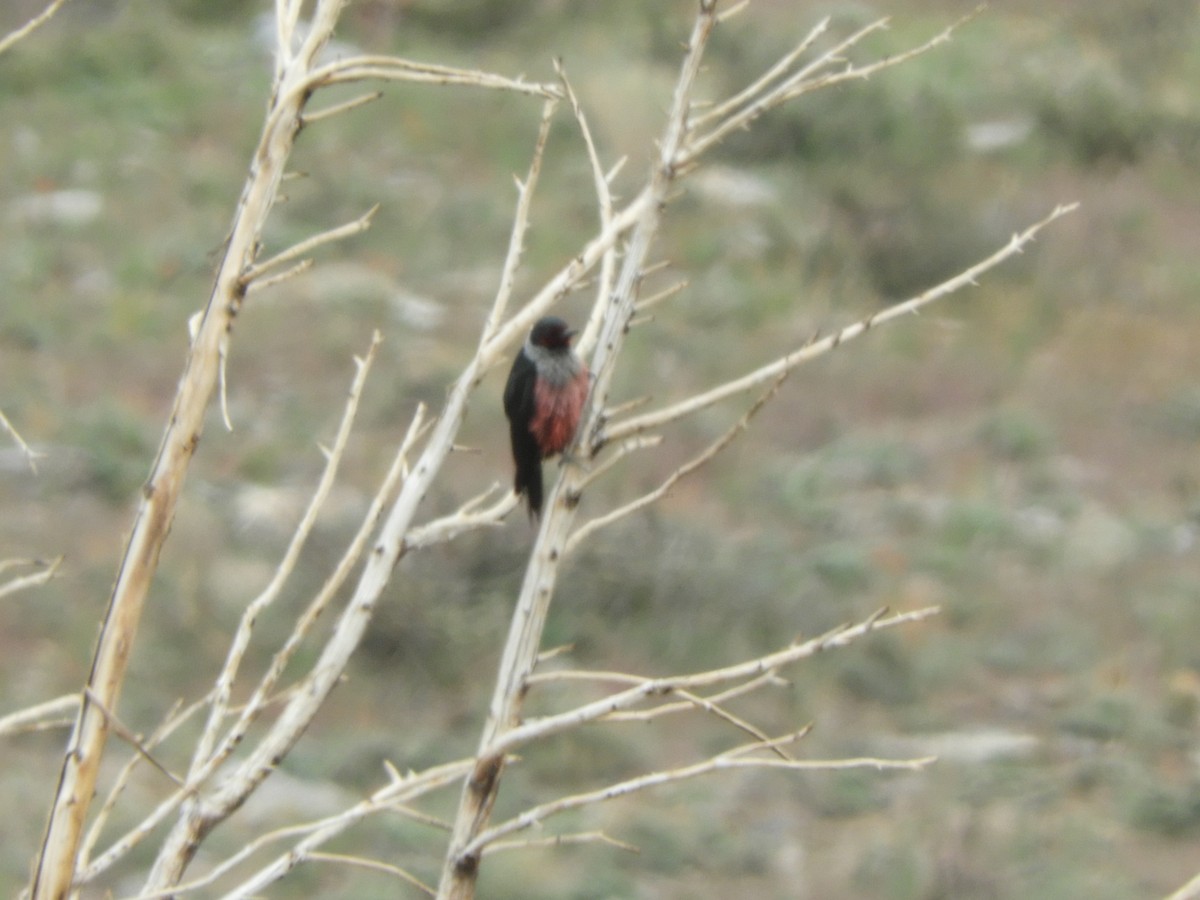 Lewis's Woodpecker - ML455974561