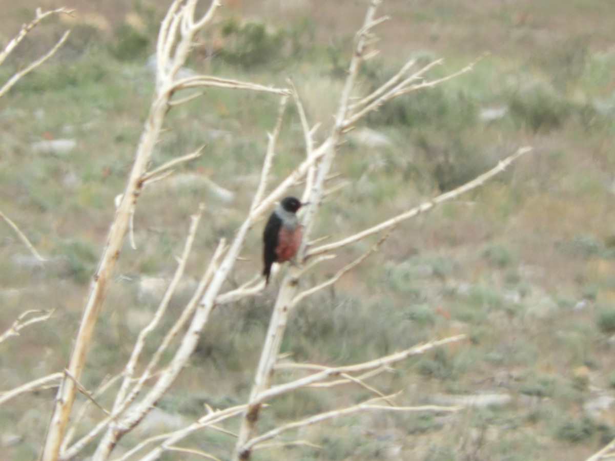 Lewis's Woodpecker - ML455974571