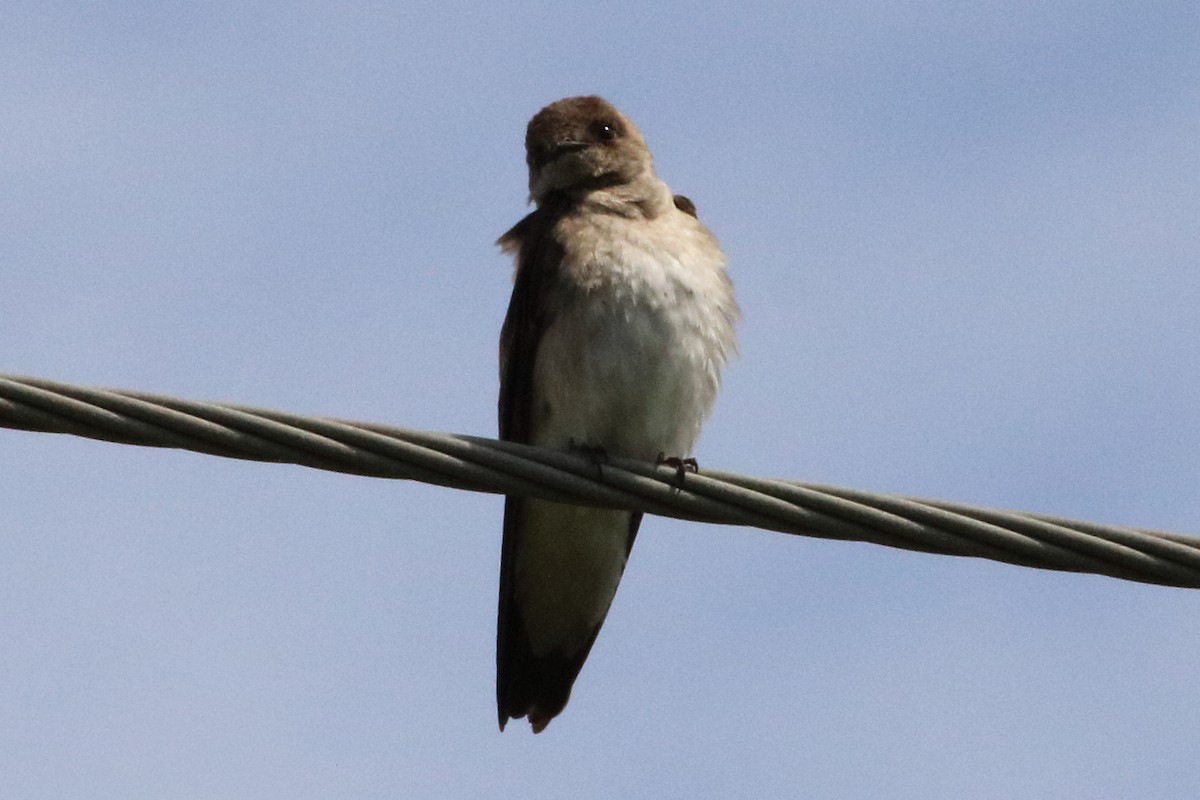 Northern Rough-winged Swallow - ML455975621