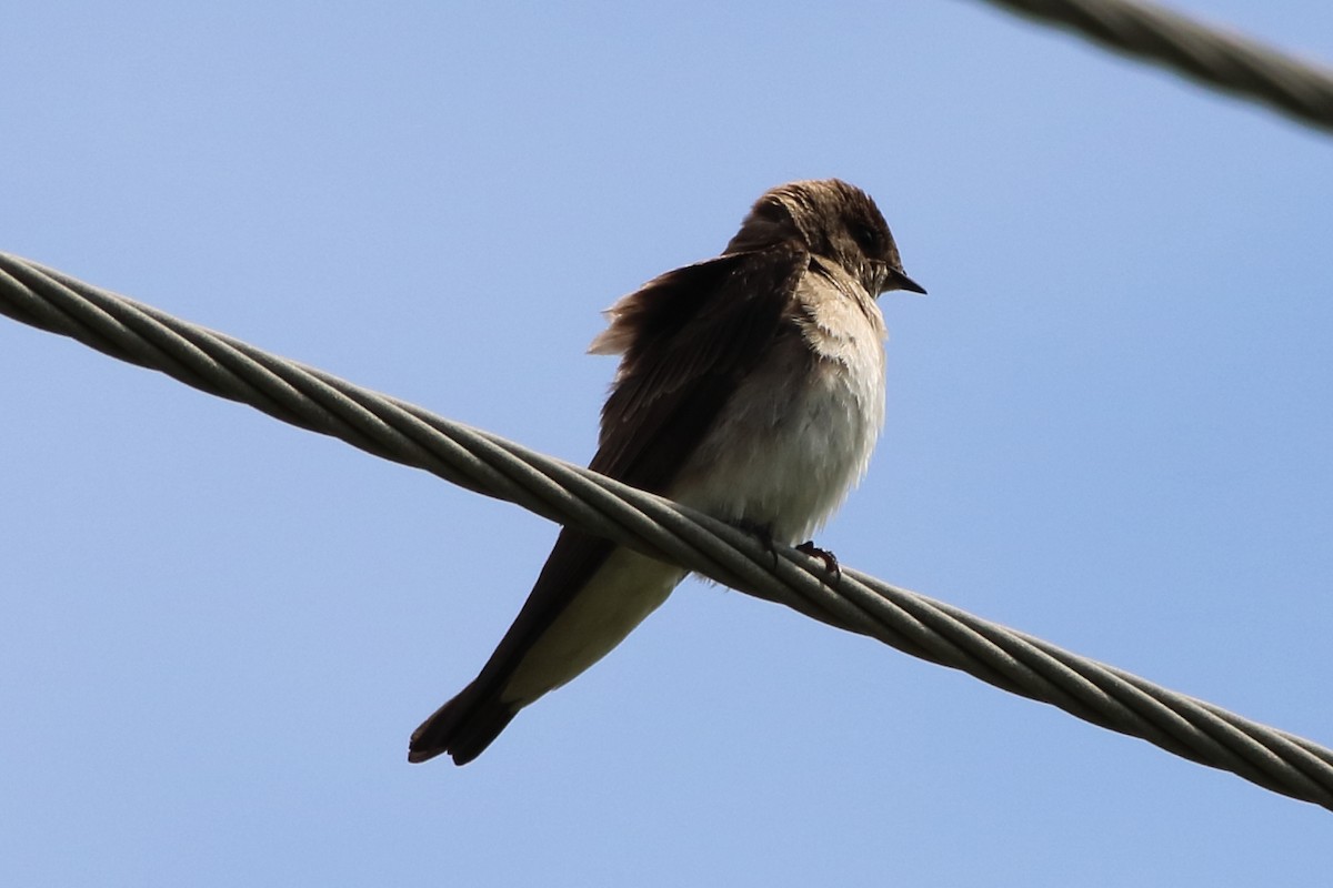 Northern Rough-winged Swallow - ML455975631
