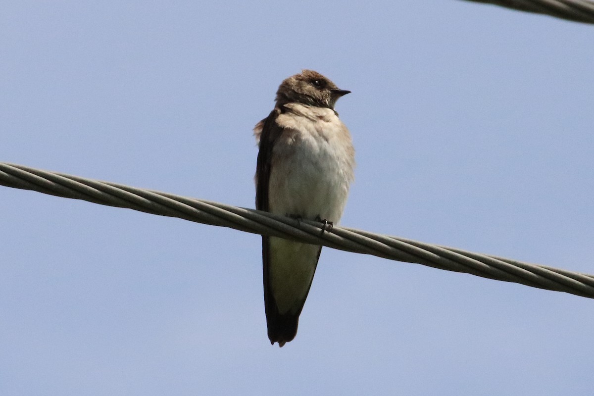 Northern Rough-winged Swallow - ML455975651