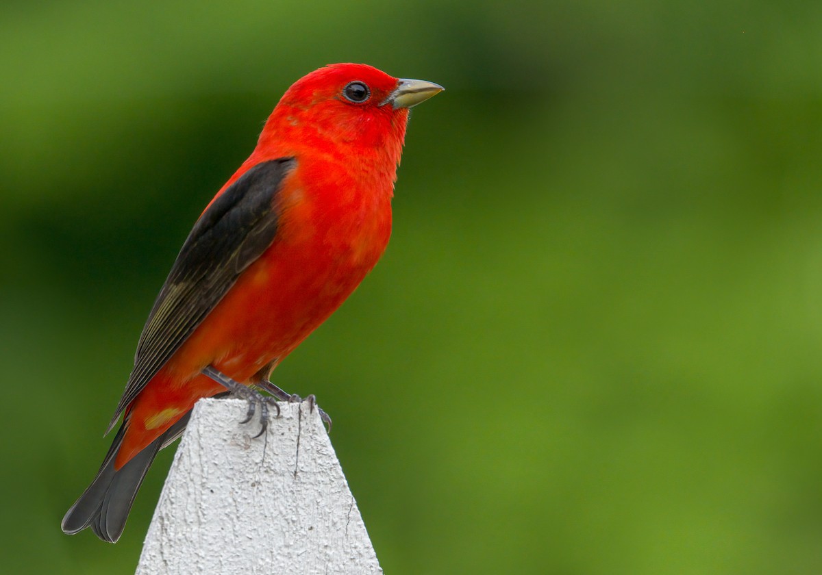 Scarlet Tanager - Matt Mason