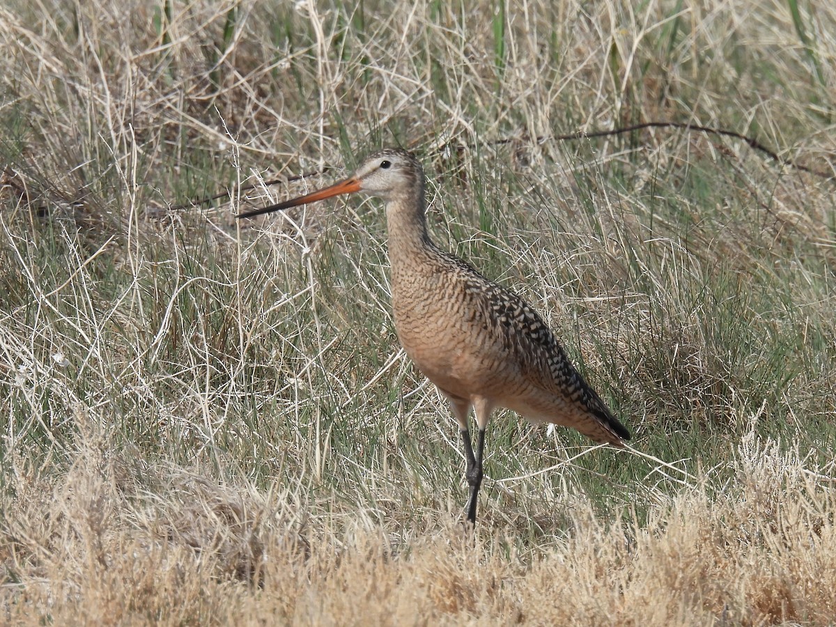 Marbled Godwit - Pam Hawkes