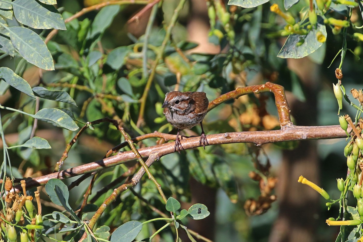 Song Sparrow - ML455979491