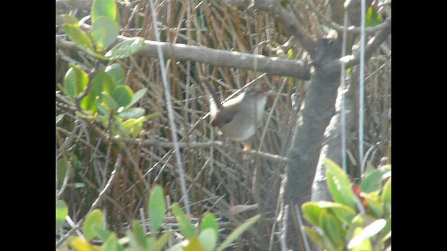 Marsh Wren - ML455979681