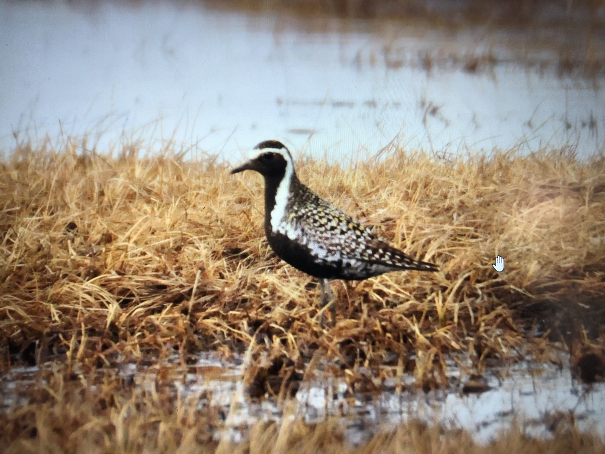 Pacific Golden-Plover - ML455980721