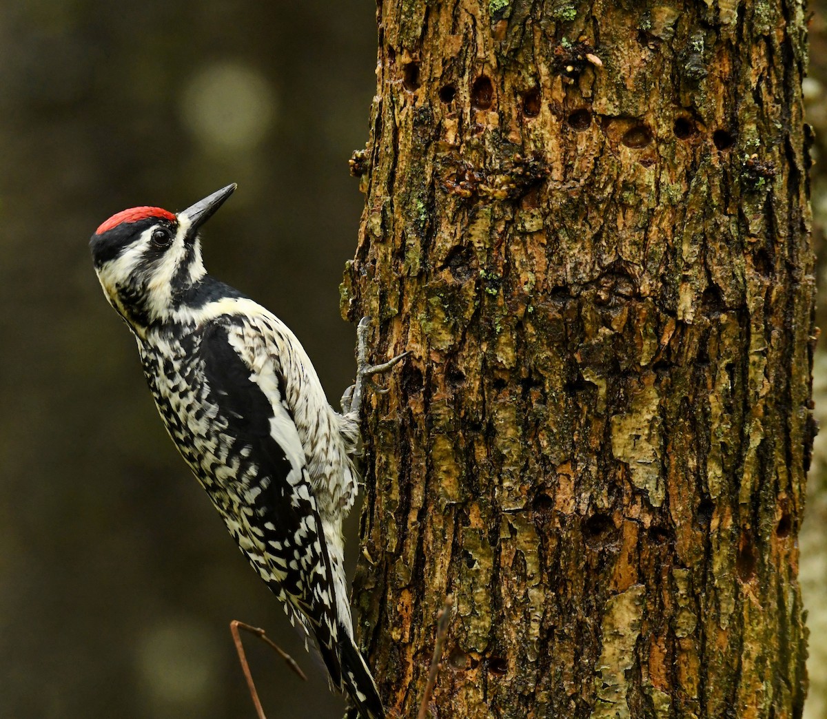 Yellow-bellied Sapsucker - ML455981471