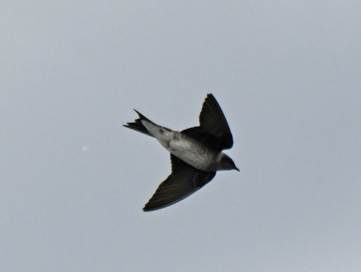 Purple Martin - ML455981501