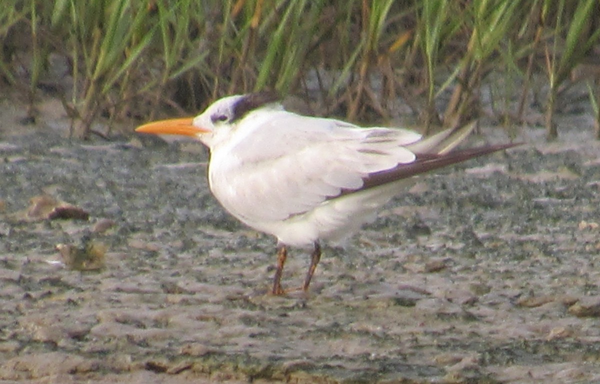 Royal Tern - Julie  Michael