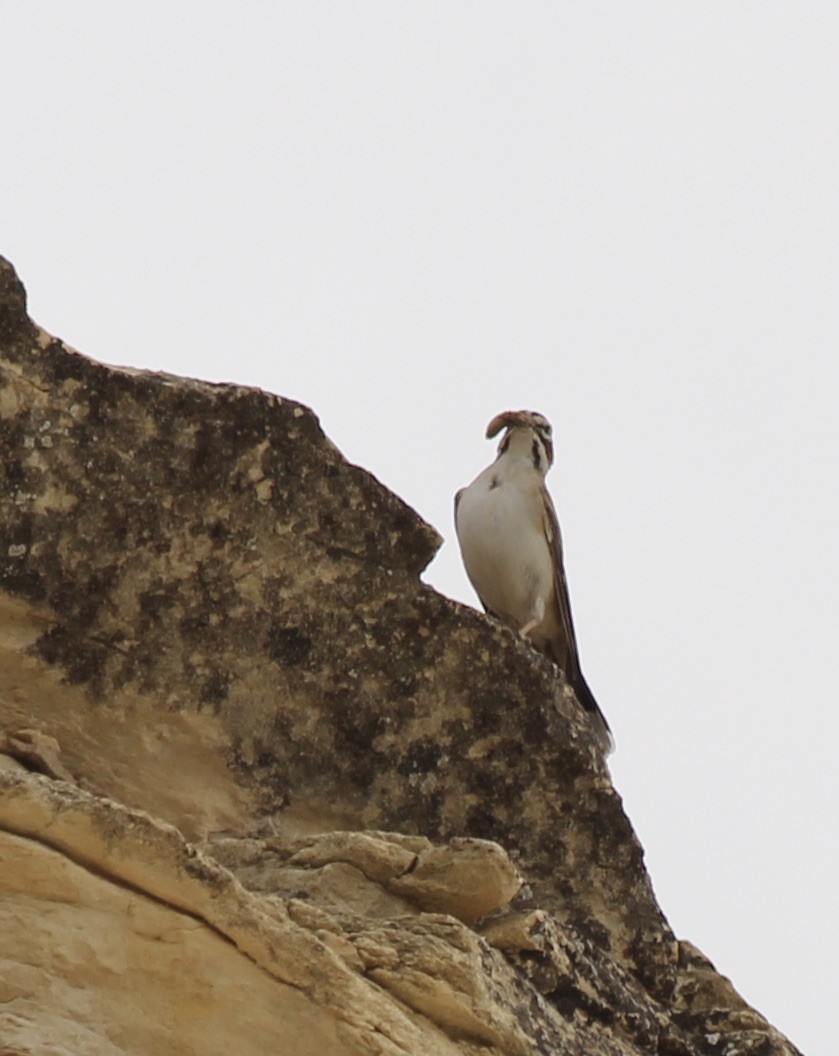 Lark Sparrow - ML455984721