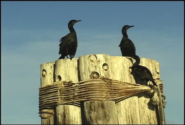 cormorant sp. - ML455987