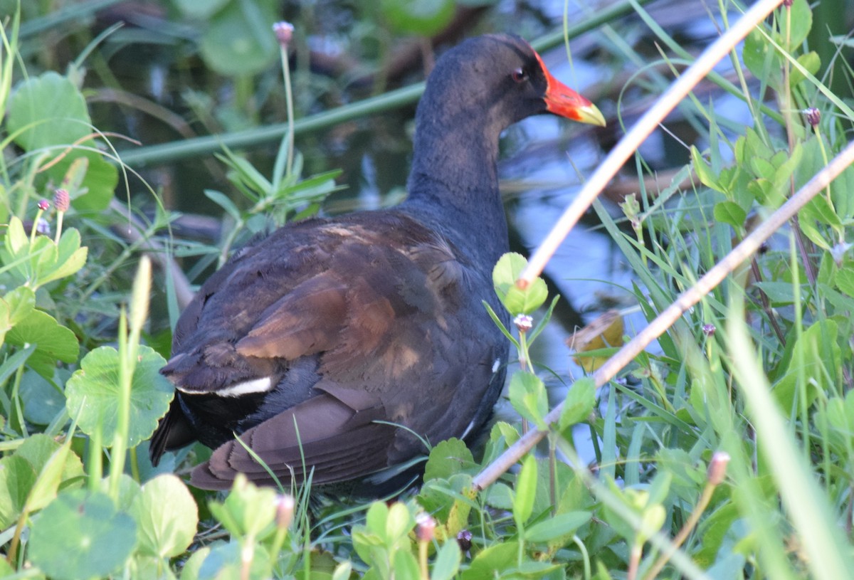 Gallinule d'Amérique - ML455987211