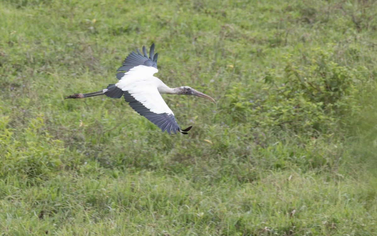 Wood Stork - ML455987591