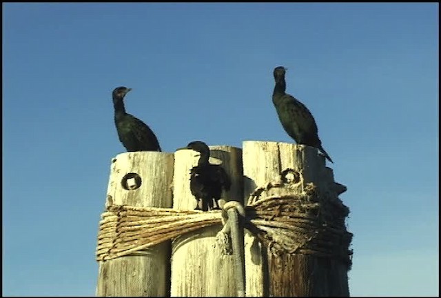 cormoran sp. - ML455988