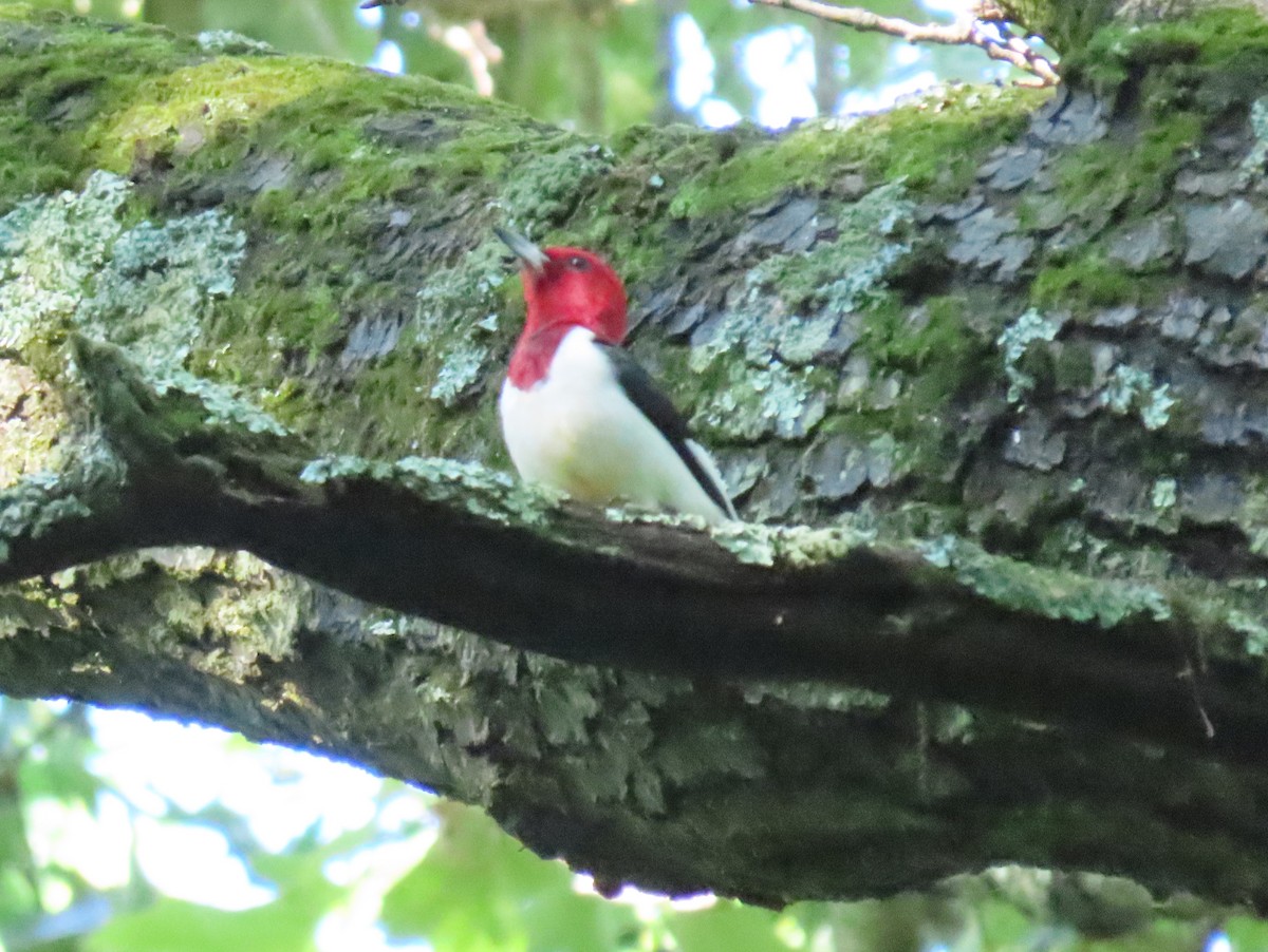 Red-headed Woodpecker - ML455988021