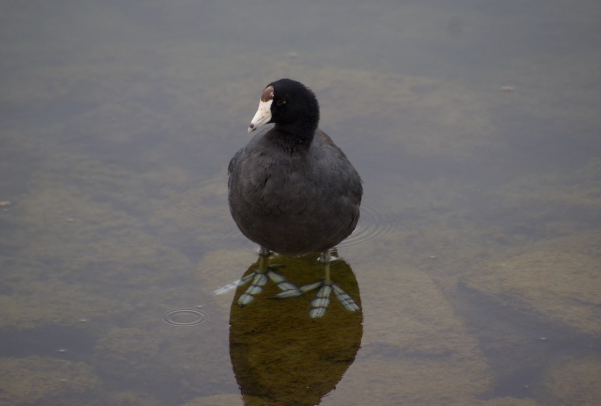 American Coot - ML455989581