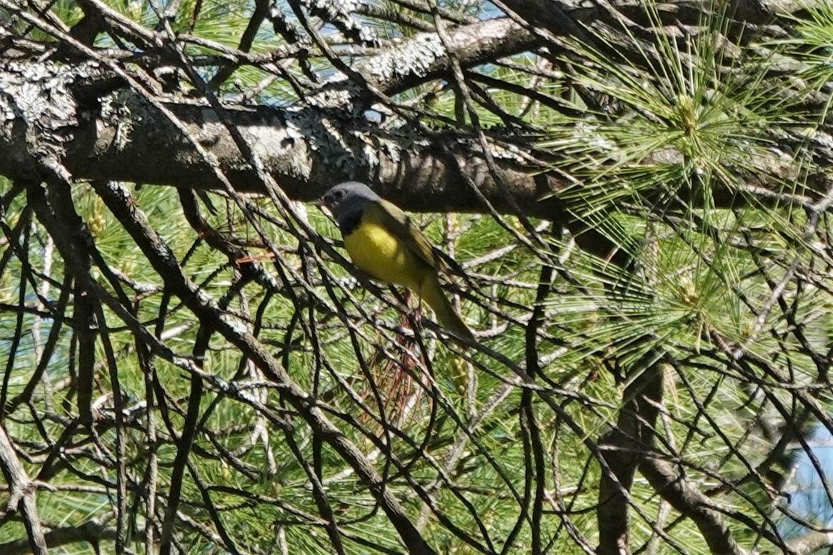 Mourning Warbler - ML455990391