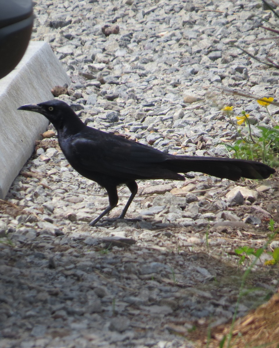 Great-tailed Grackle - ML455991141