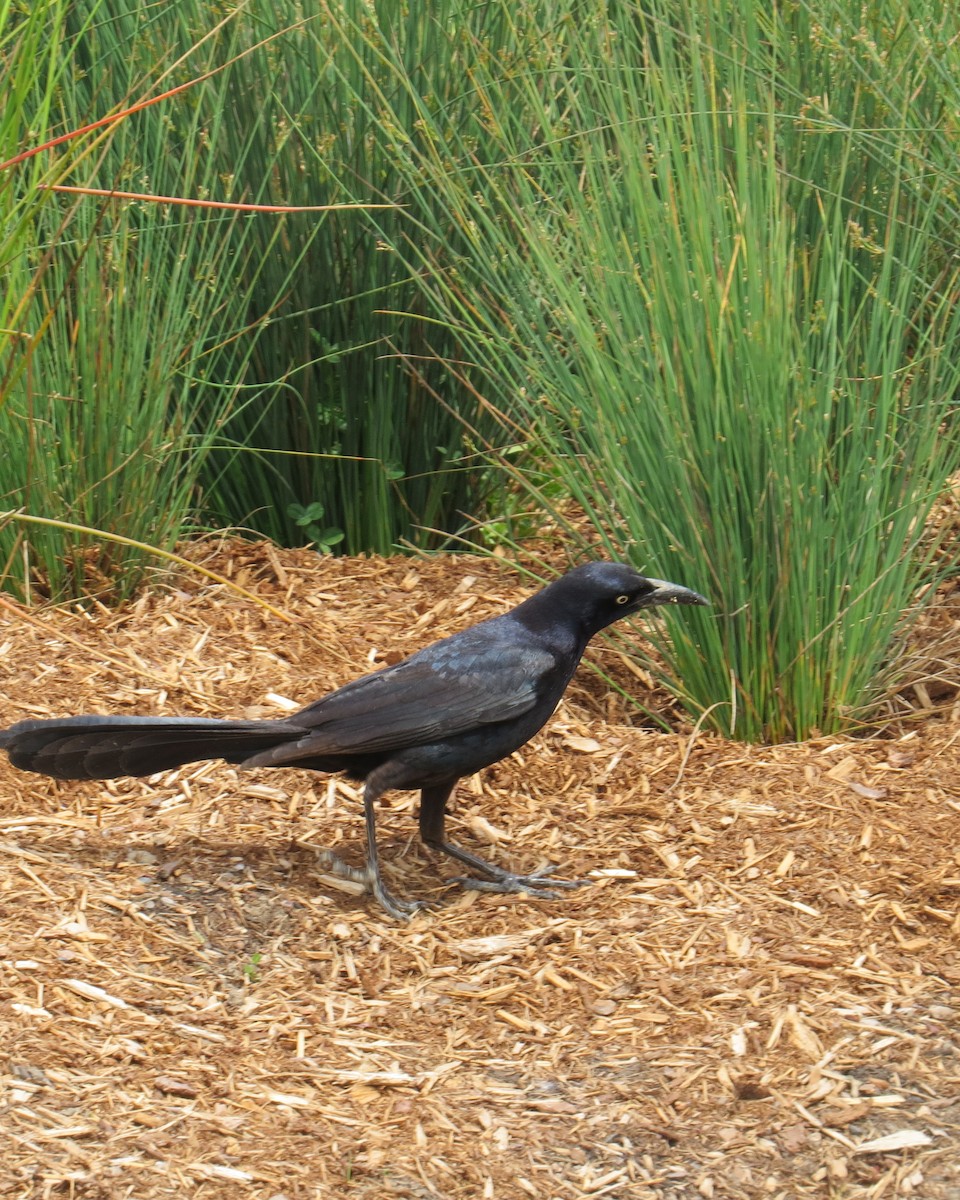 Great-tailed Grackle - ML455991241
