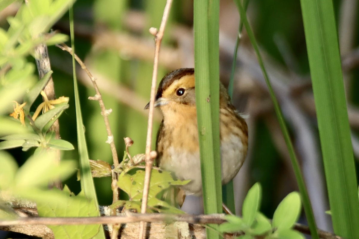 Nelson's Sparrow - Geoffrey Garver