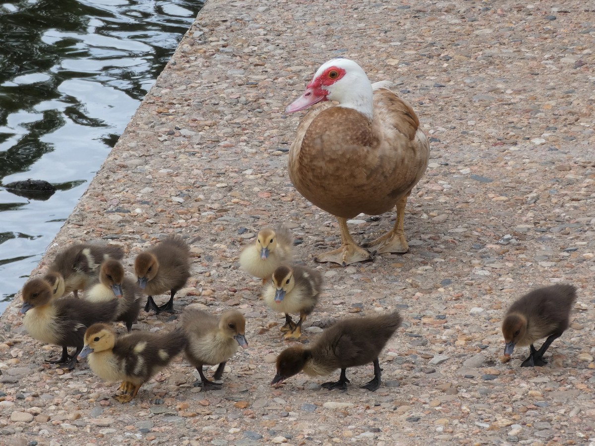 Muscovy Duck (Domestic type) - ML455991791