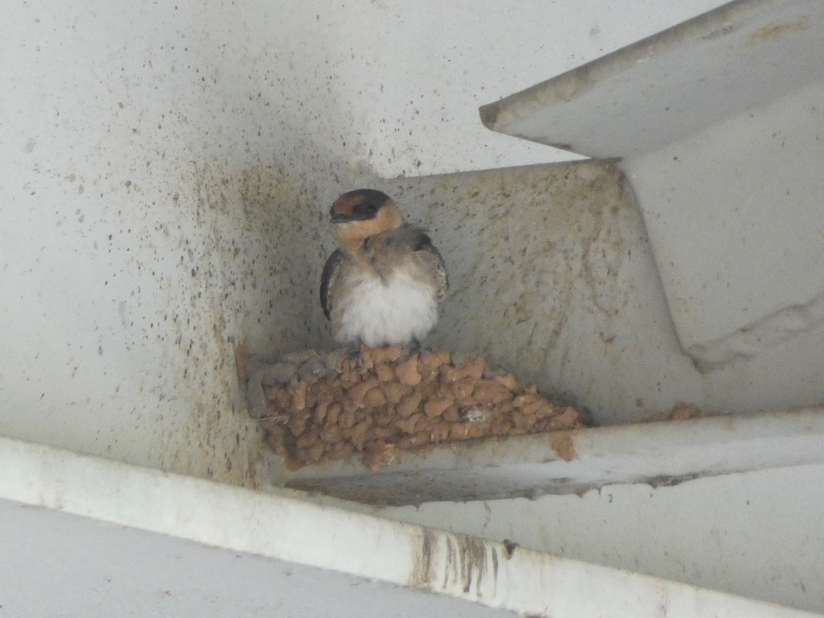 Cave Swallow - ML455991881