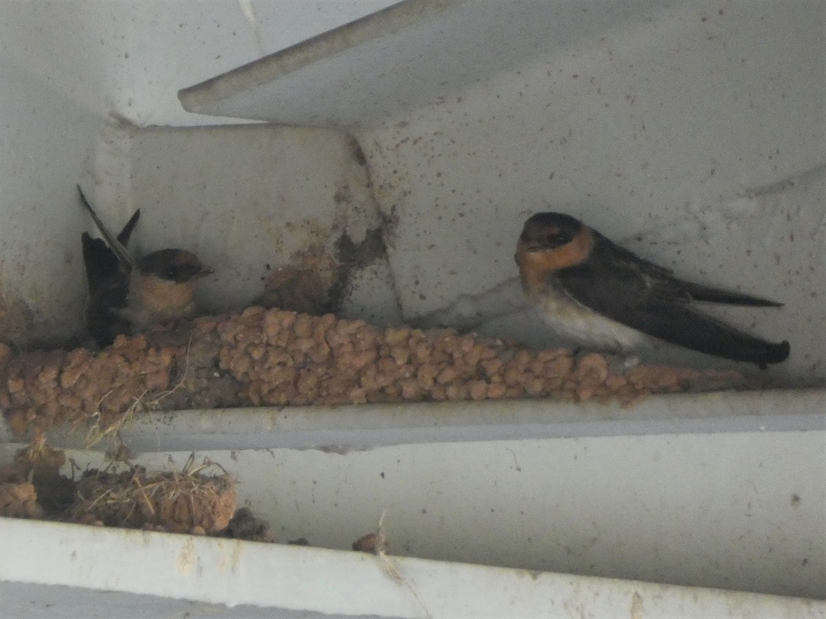 Cave Swallow - ML455991901