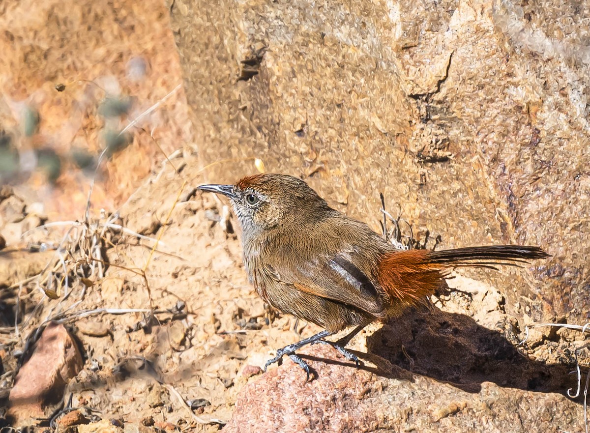 Kopje Warbler - William Richards