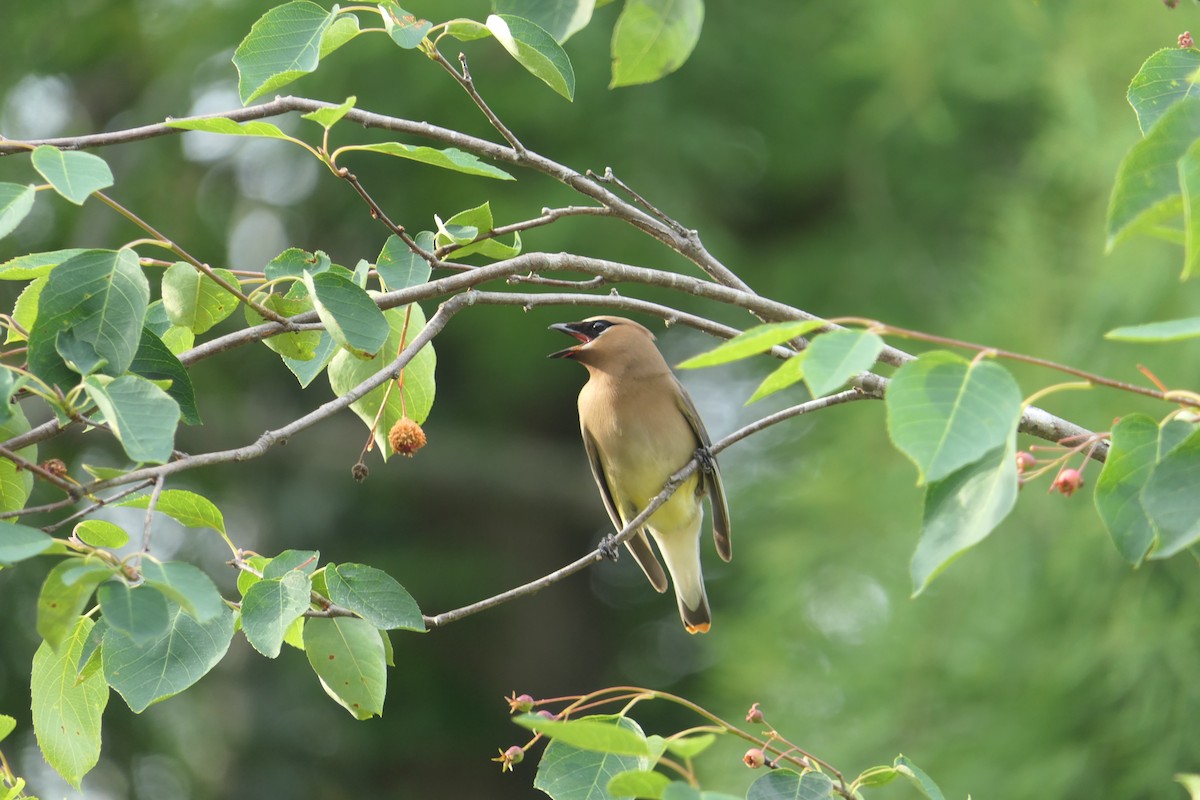 Cedar Waxwing - ML455993341