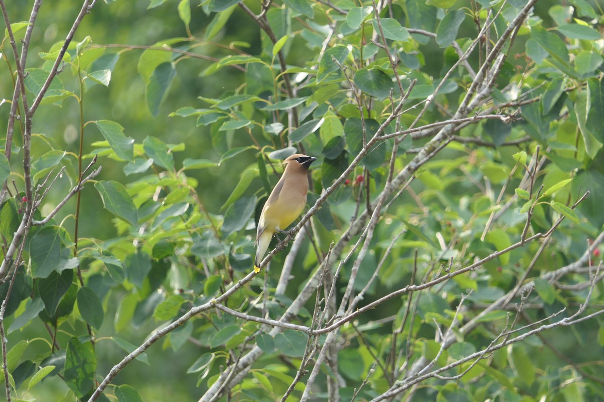 Cedar Waxwing - ML455993451